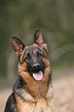 BERGER ALLEMAND 1032